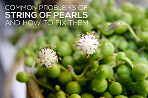 Common Problems of String of Pearls and How to Fix Them
