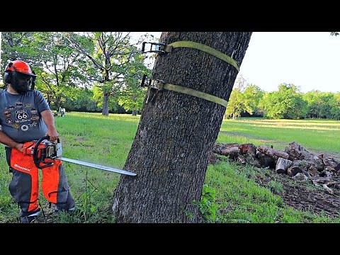 Felling a Dangerous Leaning Tree - Bore Cut Before the Face Cut