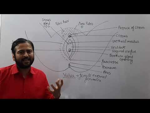 what is vulva/Female external Genitalia/Vagina/mons pubis/labia majora/labia minora/clitoris/hymen