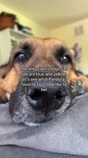 Understanding Dog Vision: What Colors Can Dogs See?