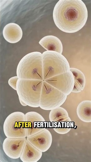 Female Reproductive System Explained | How Pregnancy Starts (Sperm & Egg Animation)