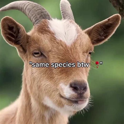 Understanding the Angora Goat Species