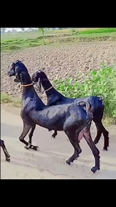 1.1K views · 19K reactions | Nachi goats 殺|#viral #viralreels #trending #trendingreels #farming #pets #animal #goat #viralvideos #sawale #facts | Ajay Sawale | Facebook