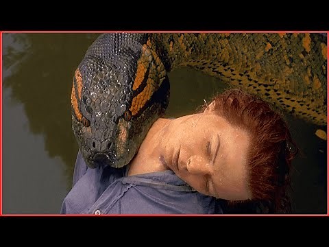 Top 10 incredible anaconda and python attacks humans