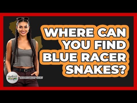 Where Can You Find Blue Racer Snakes?