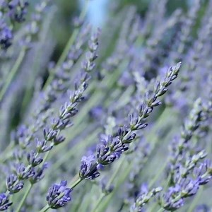 2.7K views · 95 reactions | Thirty reasons why we #LoveSpringfield #26: Lavender Falls Farm. Just outside of Springfield, the owners of Lavender Falls Farm evolved their home into a retail, wholesale, and a staple festival brand that sells lavender products. In 2017 they opened their farm and a renovated barn turned cafe, store, bar and wedding venue. | I Love Springfield, MO! | Facebook