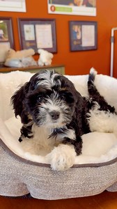 121 reactions · 6 comments | Our Cavapoo is full of love and snuggles!❤️ A Cavapoo is a small, friendly, and affectionate designer dog breed, a mix of a Cavalier King Charles Spaniel and a Poodle. Known for their soft, curly coats and playful nature, Cavapoos make excellent companions and adapt well to various living environments. (941)-203-3977 8452 Lockwood Ridge Rd, Sarasota, Fl 34243 #cavapoo | Dream Tails Sarasota | Facebook