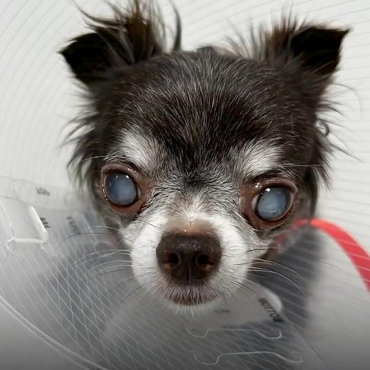 Mimi’s Miracle: Watch Her Sight Restored Through Cataract Surgery at AMC #veterinarian #seniordog