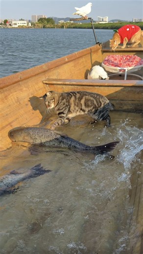 Exploring the Role of Fishing Cats in Seaside Cultures