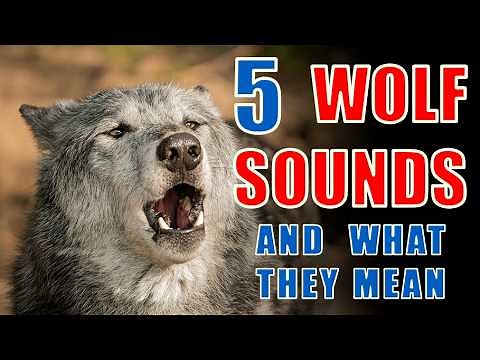Understand Wolf Calls: 5 Sounds and Their Meanings Explained