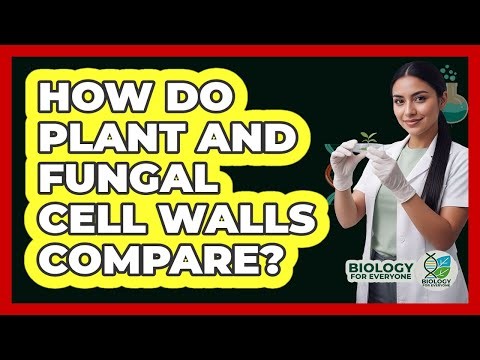 How Do Plant and Fungal Cell Walls Compare?