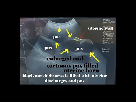 pyometra in dogs,ultrasound findings and diagnosis