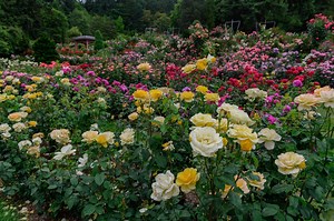 Get Ready to Expand Your Gardening Prowess with These Rose Types