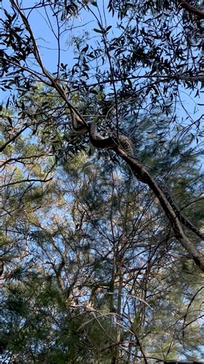 Python VS tiny branch. Will he make it across successfully? 😳 Summer released this beautiful snake into a nearby freshwater reserve after catching it in a shed in Dakabin. The snake chose the smallest tree and somehow made it work! It’s crazy to think he also had a large rodent in his belly whilst doing this, thanks to his thousands of muscles! | Sunshine Coast Snake Catchers 24/7