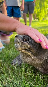 300K views · 5K reactions | Snappy is the tamest snapping turtle I’ve ever seen! #snapper #snappingturtle #turtle | Ed The Pond Professor | Facebook