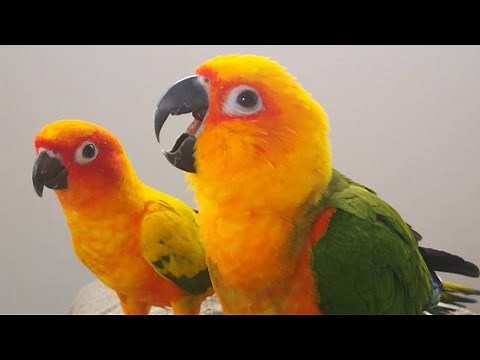Sun Conure Sounds | Sun Conure Talking And Dancing