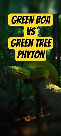 Tabby Learns Green Boa vs Green Tree Python — Two Jungle Kings from Different Worlds! #boasnake