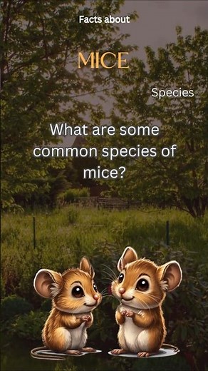 Mouse Fact 15 - What are some common species of mice?
