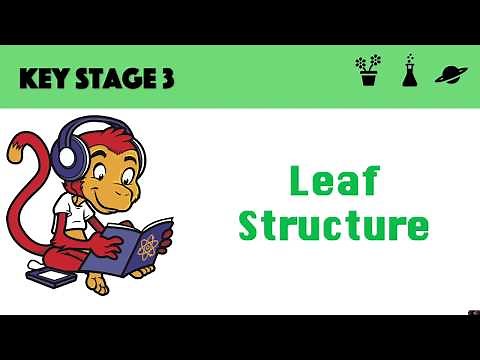 Leaf Structure