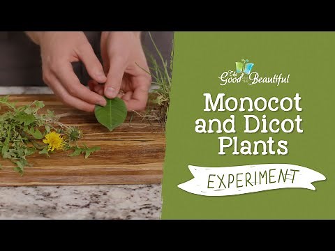 Monocot and Dicot Plants Experiment | Botany | The Good and the Beautiful