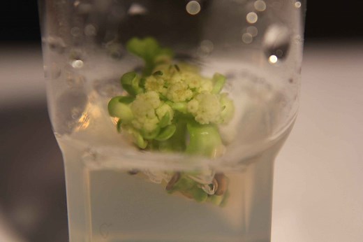 Cauliflower Cloning - Tissue Culture and Micropropagation - Science & Plants for Schools