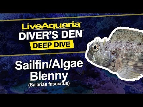 LiveAquaria® Diver’s Den® Deep Dive: Sailfin Algae Blenny (Salarias fasciatus)