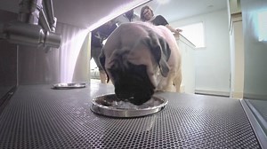 468K views · 1.8K reactions | A drool-proof doggy drinking station, a new shower, a big ol' backyard, and a garden with dog friendly plants – it really feels like a new home for these two pups after an 'Animal Cribs' renovation! | Animal Planet | Facebook