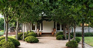 How to grow and care for ornamental pear trees