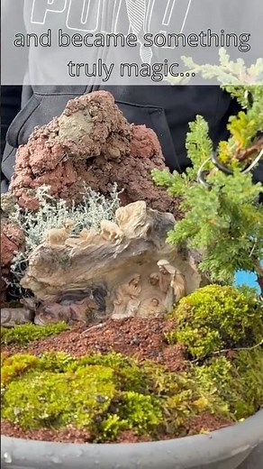 Building a Portuguese Presépio with a Juniper Bonsai (Juniperus procumbens nana)
