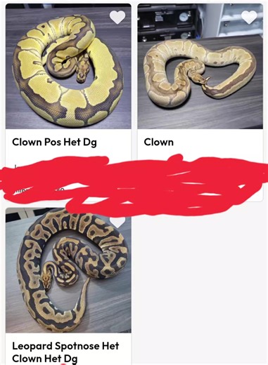Royal Pythons on TikTok