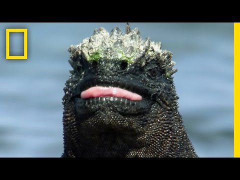 ウミイグアナの暮らし | ナショジオ