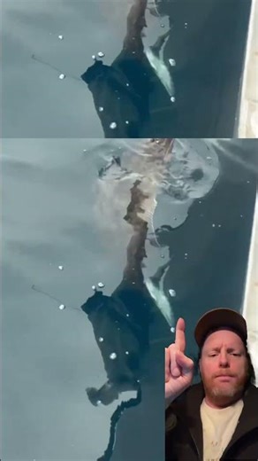 Huge halibut proper handling technique #fishing #fish #shortsfeed #viral #reels #youtubeshorts