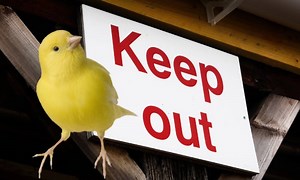 How to Keep Birds Out of Barns? (Quick and Effective)