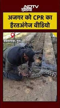 Dead Python Alive Again! मौत के मुंह से खींचा 🔥#CPR #Rescue