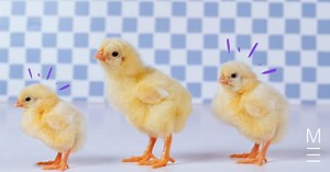 2020 HSC Biology Exam Paper Solutions