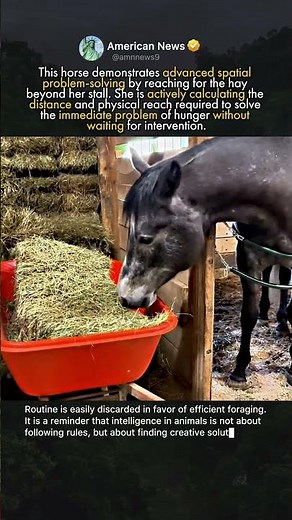 THE HORSE THAT SERVES HERSELF