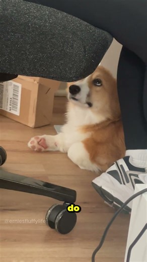 Corgi NEEDS to know all the TEA ☕#corgi #funny #dogs #puppy