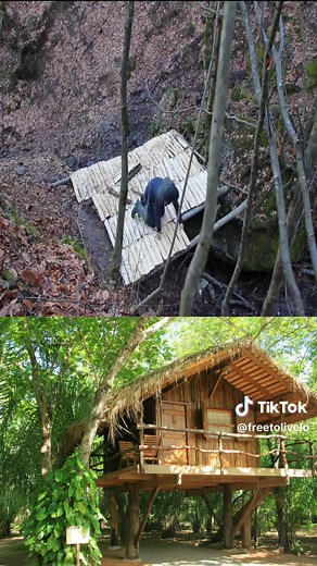 #free #live #nature #camping #forest #construction