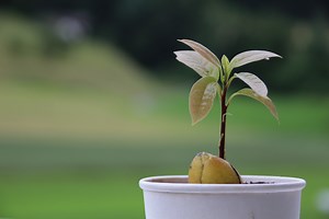 Video: Planting your germinated avocado seed in a pot.