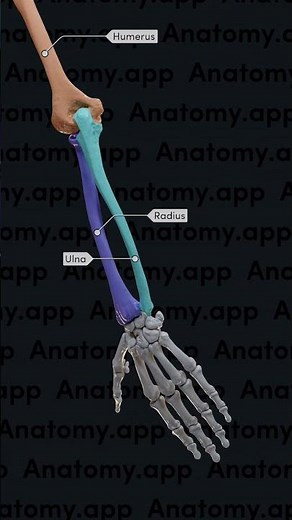 Biomechanics of the upper limb: pronation and supination