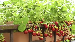 Growing Strawberries in Pots: It's "Berry" Easy!