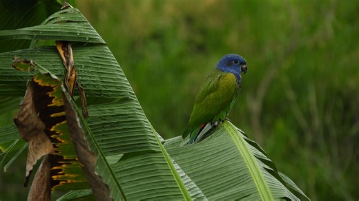 Bird, Parrot, Parakeet. Free Stock Video
