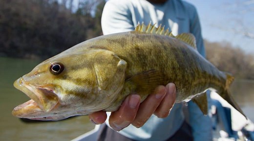 What's the Best Weight Fly Rod for Bass? - FlyRods