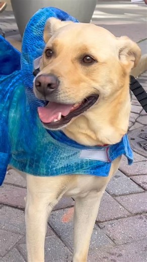 Boston’s most adorable Halloween tradition is back 🎃🐶 The 11th Annual Doggone Halloween takes over Downtown Crossing this Saturday, 10/25. Expect hundreds of pups in over-the-top costumes competing for the crown across 5 categories, plus free treats and giveaways for dogs and humans, and festive surprises all day long. Link in bio for details to register your dog 🔗🐾 (or in the comments if you’re seeing this on Facebook💬) | The Boston Calendar