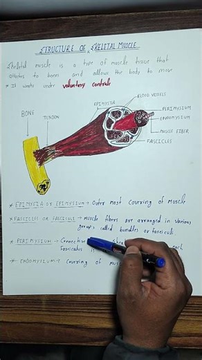 Structure of skeletal muscle #physiology #anatomy #biology #medical