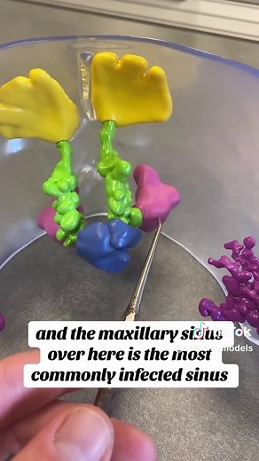 Exploring the Sinus Model: An In-Depth Look at Human Anatomy