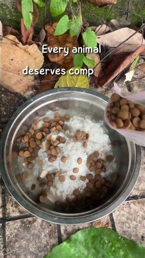 Feeding and Loving Stray Animals | Small Gestures That Make a Big Difference