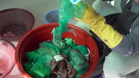 Expert Techniques in Giant Octopus Fishing and Preparation