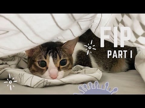 How to Diagnose the Cause of a Swollen Abdomen in Cats