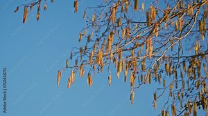 Silver Weeping Birch Tree Betula Pendula with Allergen Flowers Catkins Seeds Dangling from Twig Stock Video